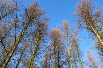 winter forest - tree tops