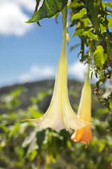 Angel's trumpet (Brugmansia) flower with tropical background
