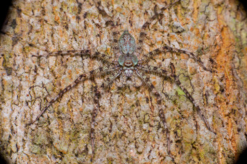 Lichen Huntsman Spider (Pandercetes gracilis) sit and stay still on a tree, hidden and carmourflage with the surface of the tree trunk