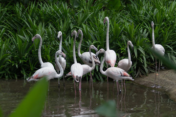 Flock of White flamingos standing in water