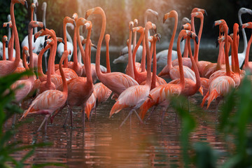 Obraz premium Flock of Pink flamingos standing in water