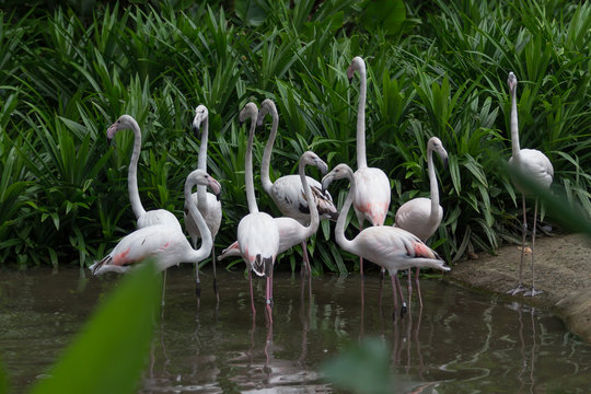 Flock of White flamingos standing in water