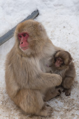 Mother and baby of japanese snow monkeys cold feeling  in snow, Jigokudani Wild Monkey Park, Yamanouchi-machi, Nagano, Japan. 