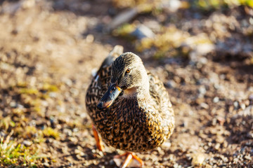 Duck