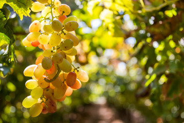 Crimson Grapes picking at Moshav Lachish