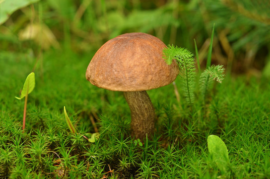 Edible mushroom in moss. Brown Cap Boletus (Leccinum) close-up. Mycology concept