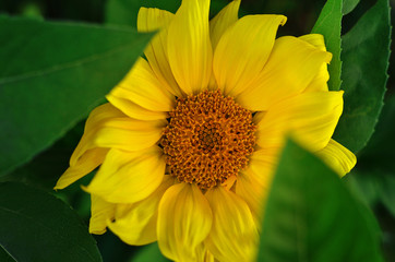 Top view of blooming sunflower close-up