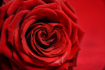 Valentine Red Heart Rose close up with copy space 