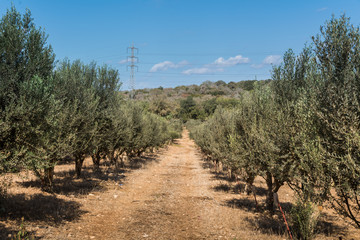 Olives picking at Bethlehem of Galilee