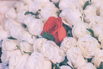  bouquet of white roses and one red closeup background