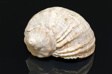 single seashell isolated on black background