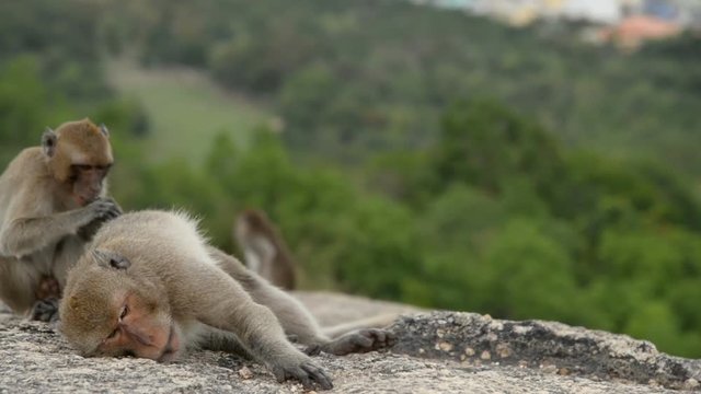 Monkeys grooming on stone railing