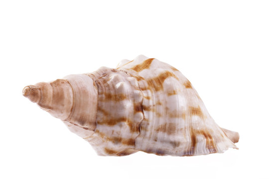 Single sea shell of marine snail, horse conch  on white background