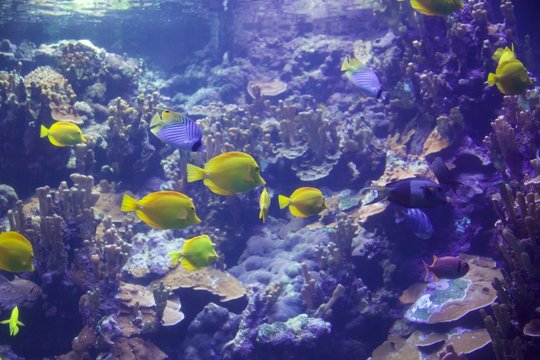 blue and yellow tang school