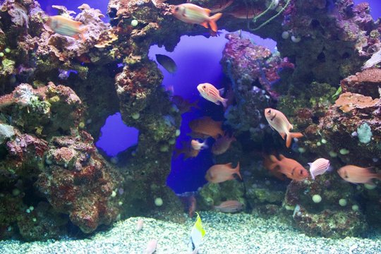 red squirrelfish