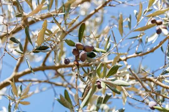 Olives picking at Bethlehem of Galilee