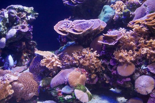 corals and sponges