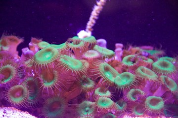 corals and sponges