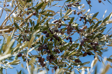 Olives picking at Bethlehem of Galilee