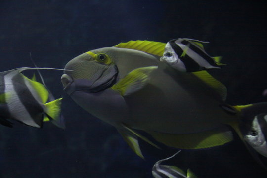 surgeonfish