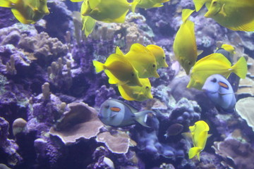 yellow tangs