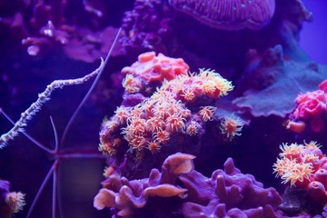 corals and sponges