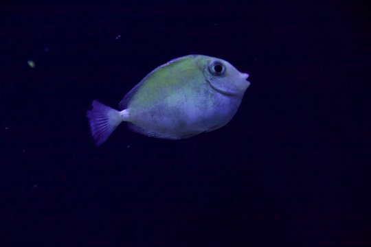 surgeonfish