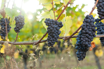 Group of Pinot Noir wine grape bunches hanging from the vine - obrazy, fototapety, plakaty
