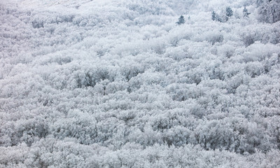 Fototapeta na wymiar Winter Forest clouds Landscape aerial view trees background Trav