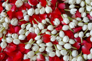Background jasmine and roses used in perfume during the Songkran festival in Thailand