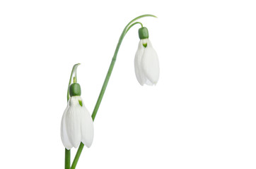 Two snowdrop flowers isolated on white background