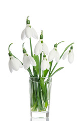 bouquet of snowdrop flowers in glass vase  isolated on white bac