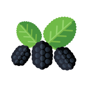 Mulberry berries and leaves vector illustration. Superfood morus