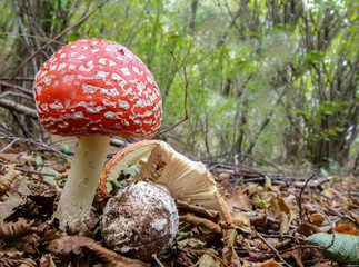 Mushrooms in the forest. Fly agaric or fly Amanita, (Amanita muscaria).