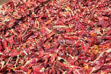 Red Paprika growing at Bethlehem of Galilee