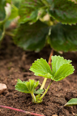 Small Young Strawberry Plant (Sprout) On Ground In Garden Outdoor - Close Up.