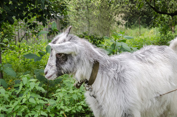 Obraz premium goat in the garden