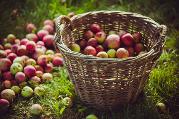 The Basket of Apples. harvest autumn apple fruit grown ecological way