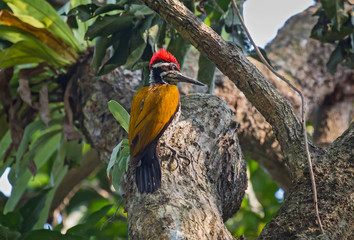 Indian Black-rumped Flameback Woodpecker bird perched vertically on the stem of a tree.