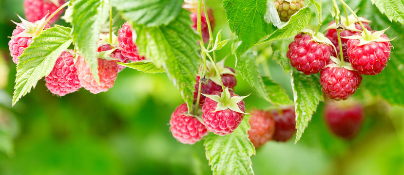 Branch Of Ripe Raspberries In A Garden