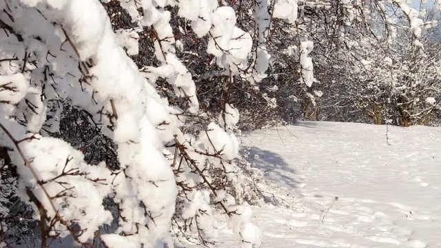 beautiful winter, branches covered with snow
