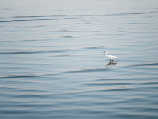 Little Chinese egret bird walking  in natural area mangrove 