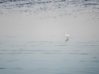 Little Chinese egret bird walking  in natural area mangrove 