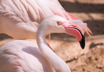 Naklejka premium Portrait of Greater Flamingo / Selective Focus and outdoor view