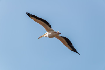 Pelican migration at Viker lookout