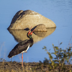 Black Stork in Kruger National park, South Africa