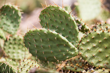 indian fig cactus