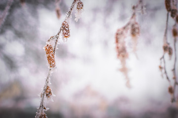 frozen birchs buds seeds is stuck on frost, macro