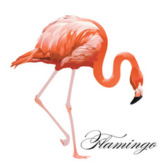Fototapeta premium Vector Illustration of a Flamingo. 
