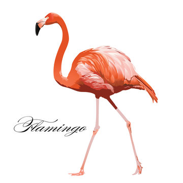 Vector Illustration of a Flamingo. 